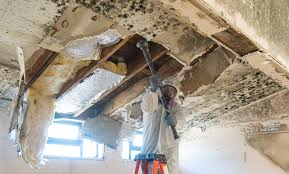 Professional Mold Removal & Remediation in Morton, IL